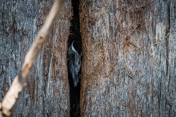 White-throated Treecreeper 14-08-17