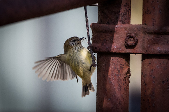 Striated Thornbill 28-07-17