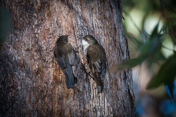 White-throated Treecreeper 14-08-17