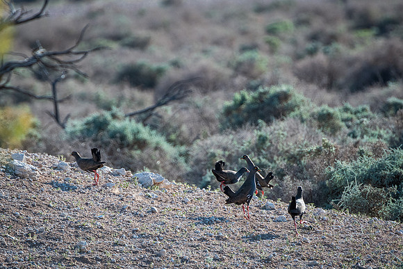 Black-tailed native hens. This and next 11 bird pics were taken at a waterhole close to Lake Frome.