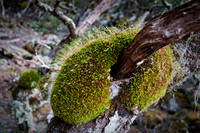 Moss on Myrtle