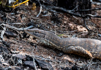 Sand Goanna, Warraweena