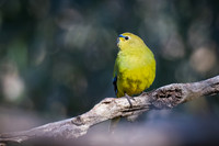 elegant parrot