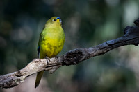 elegant parrot