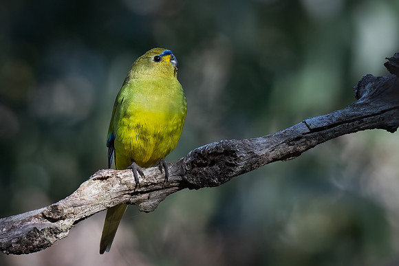 elegant parrot