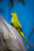 elegant parrot