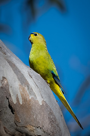 elegant parrot