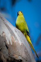 elegant parrot