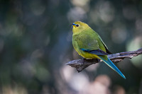 elegant parrot