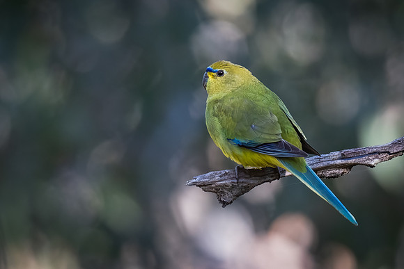 elegant parrot