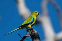 elegant parrot
