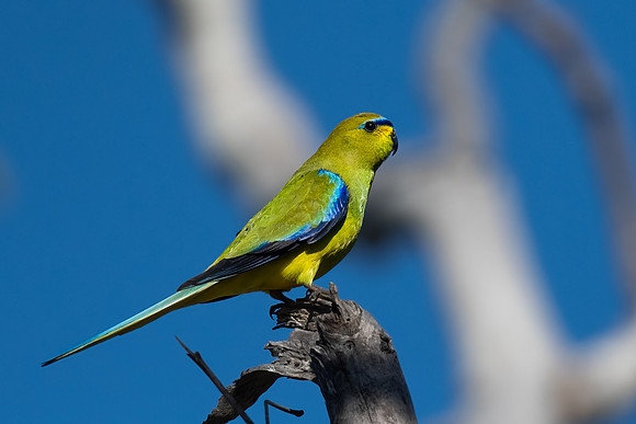 elegant parrot