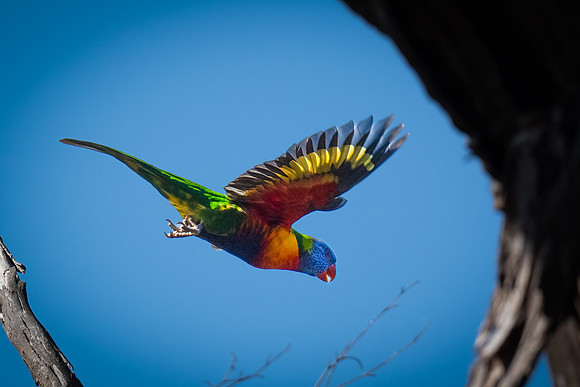rainbow lorikeet