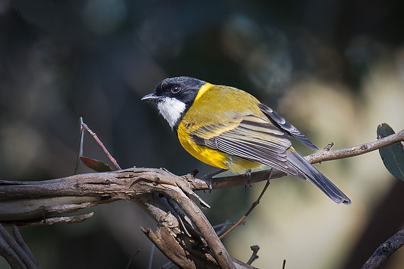 golden whistler