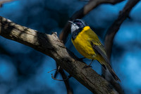 golden whistler