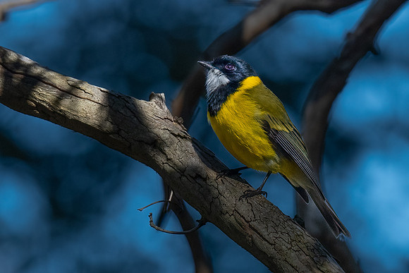 golden whistler