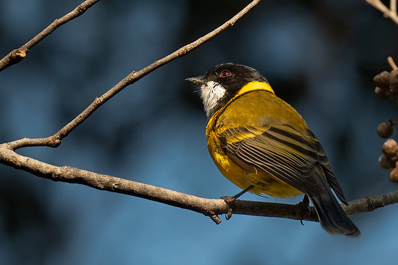 golden whistler