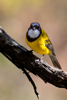 golden whistler