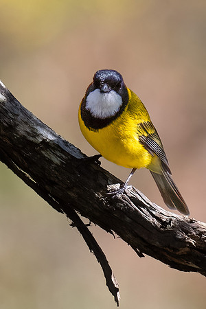 golden whistler