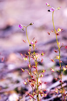 tall sundew
