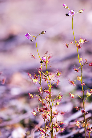 tall sundew