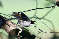 white-naped honeyeater