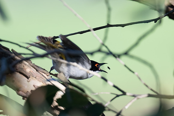 white-naped honeyeater