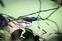 white-naped honeyeater