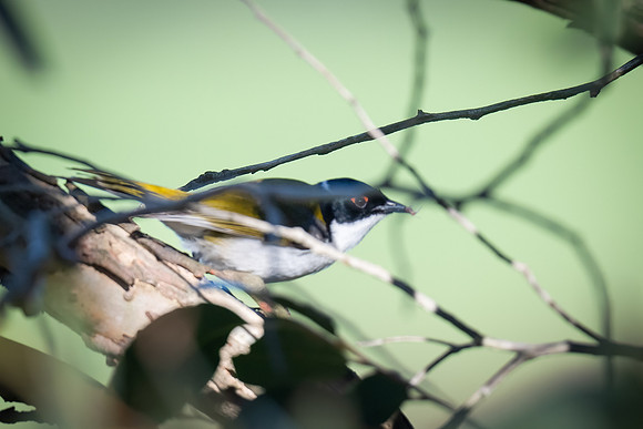 white-naped honeyeater