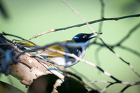 white-naped honeyeater