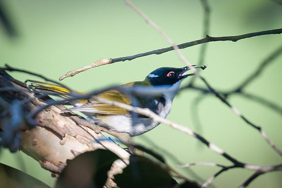 white-naped honeyeater