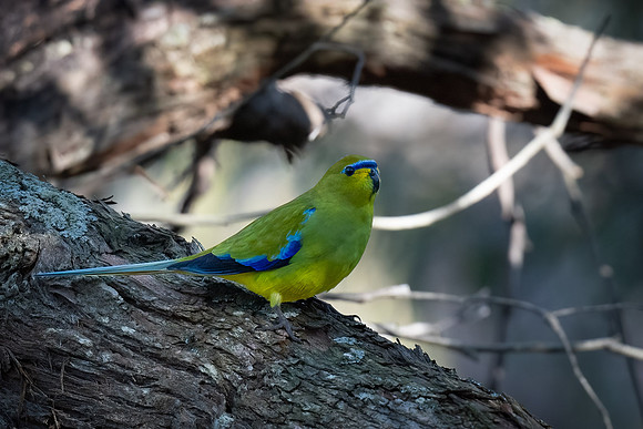 elegant parrot