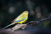 elegant parrot