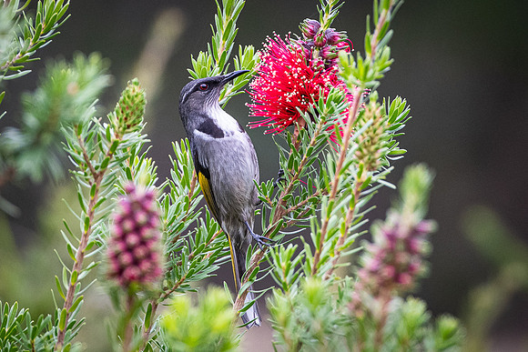 crescent honeyeater 16/05/21