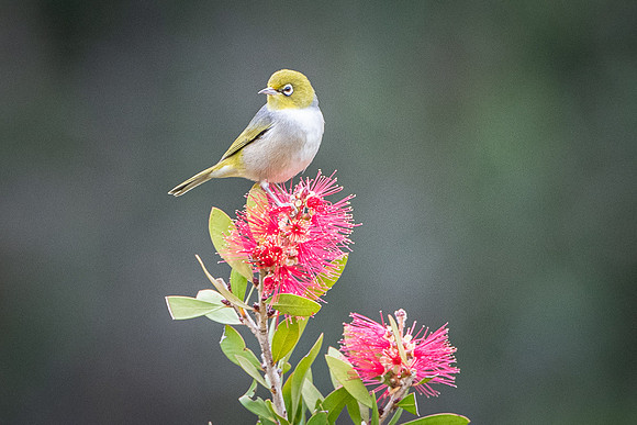 silvereye  16/05/21