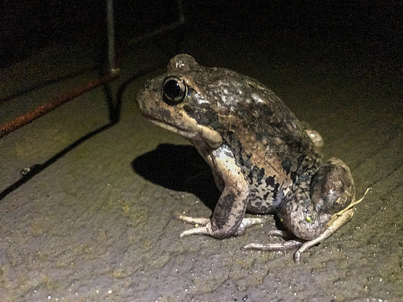 Eastern Banjo Frog  14-09-17