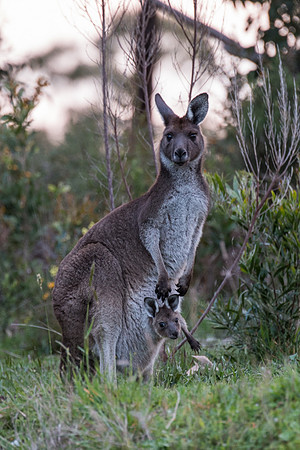 Western Grey Kangaroo  19-09-17