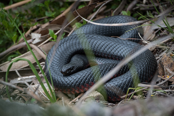 red-bellied black snake  1-10-17