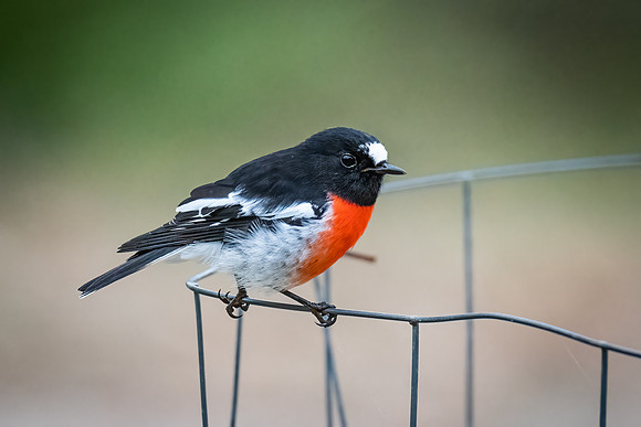 Scarlet robin  20-03-2022