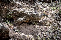 lace monitor