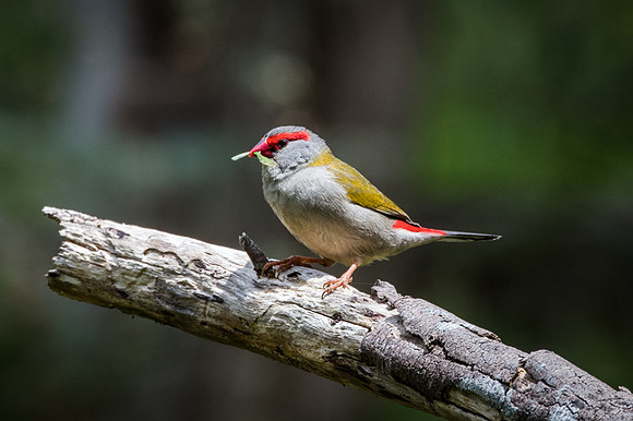 Red-browed Firetail Finch   9/11/17
