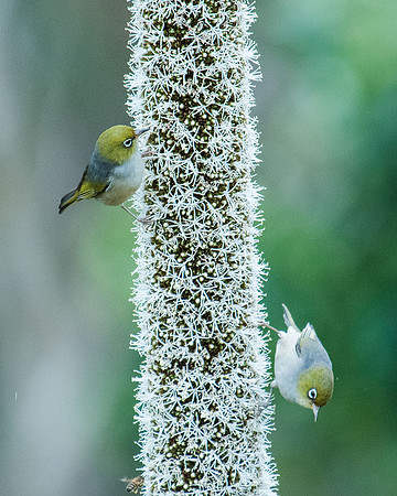 Silvereyes