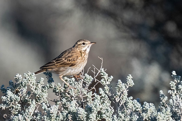 Australian Pipit