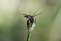 Maroon-hood orchid