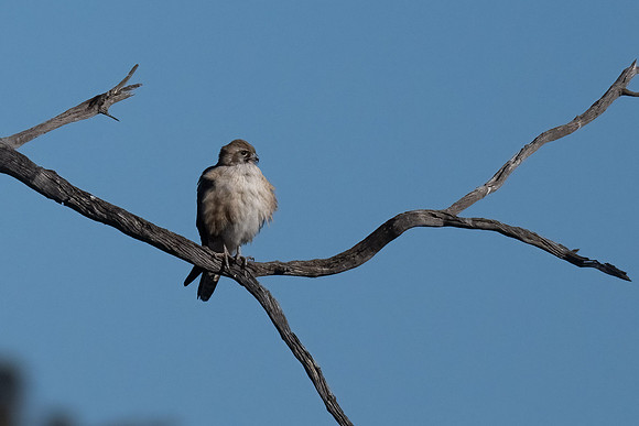 Brown Falcon
