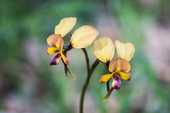 Donkey orchid