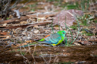 mulga parrot