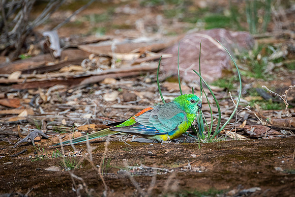 mulga parrot