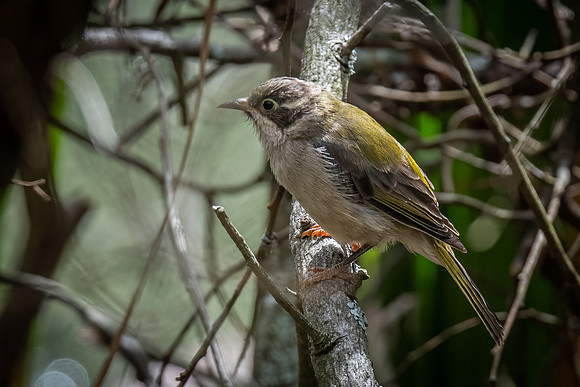 Brown-headed honeyeater  13-02-2022