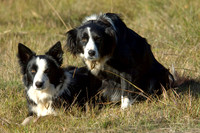 Border Collies